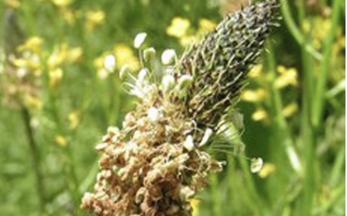 Karnıyarık Otu Tohumu Tozu (Psyllium Husk Powder)